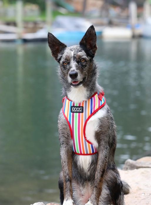 DOOG DOG HARNESS M