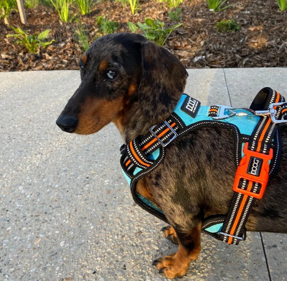 DOOG DOG HARNESS BEETHOVEN L