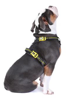 DOOG DOG HARNESS BOLT M