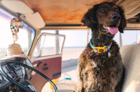 DOOG DOG COLLAR SCOUT M