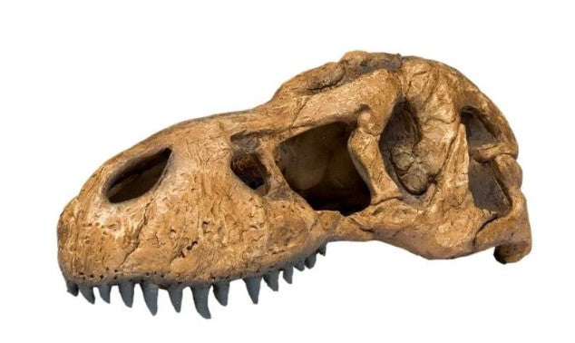 EXO TERRA T REX SKULL