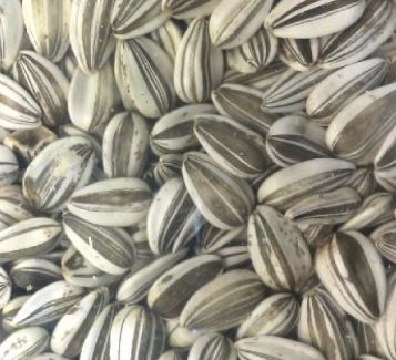 RIVERINA GREY SUNFLOWER 15KG