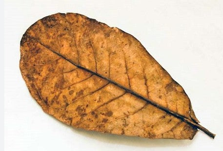 PNP INDIAN ALMOND LEAVES SINGLE