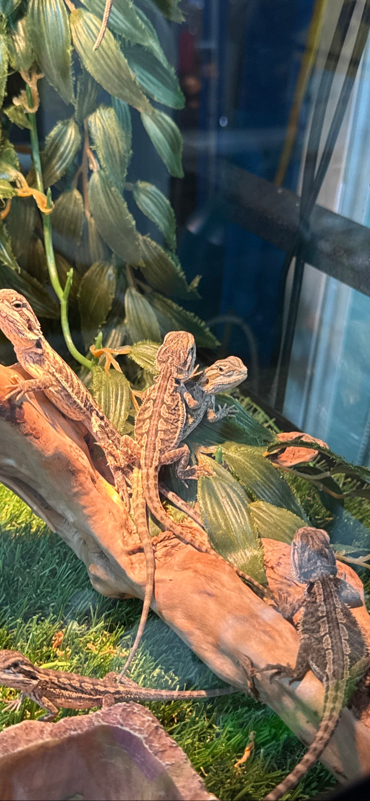 BEARDED DRAGON LIVE