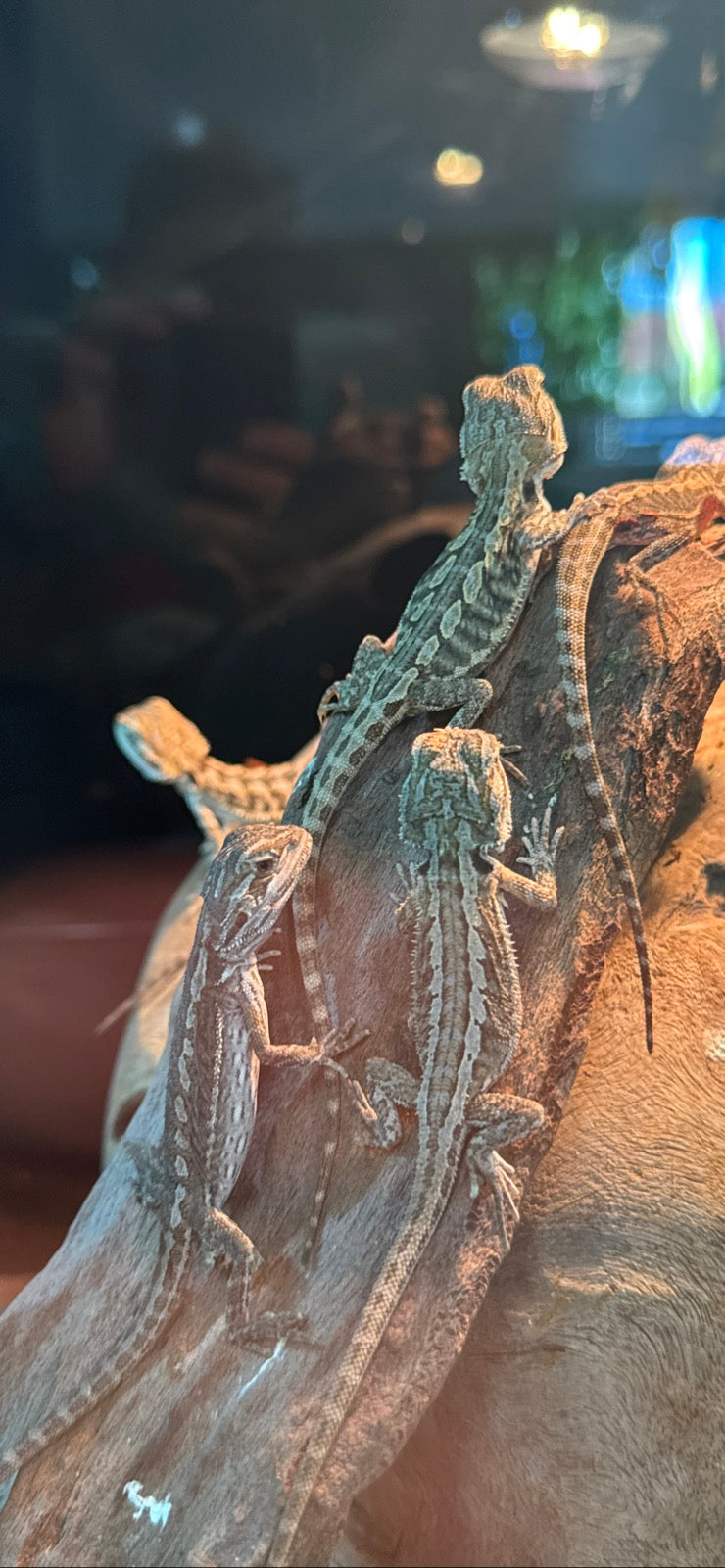 BEARDED DRAGON LIVE
