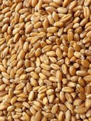 AVIGRAIN WHEAT 20KG