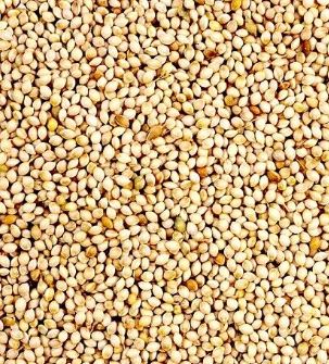 AVIGRAIN WHITE FRENCH MILLET 20KG