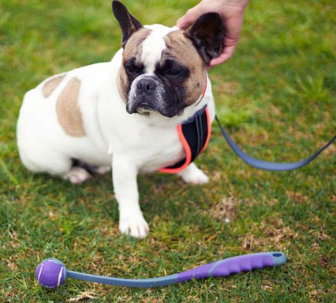 ECO-FRIENDLY BALL THROWER S