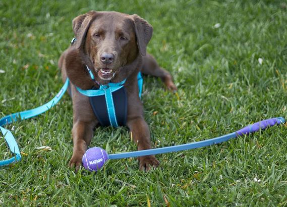 ECO-FRIENDLY BALL THROWER M