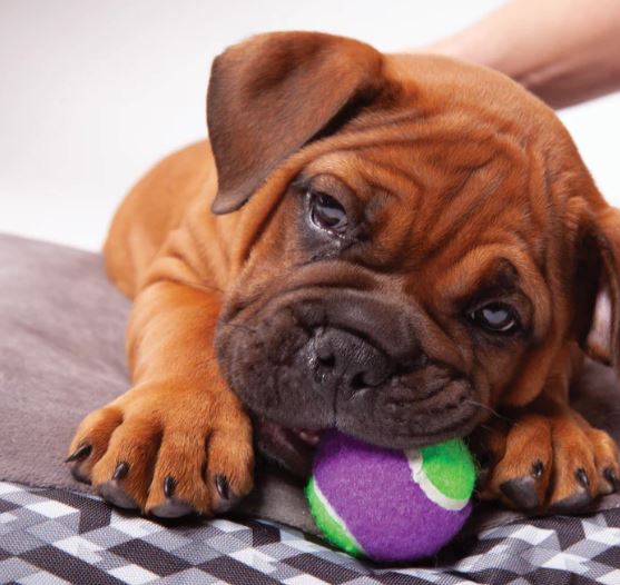 PUNCTURE-PROOF TENNIS BALL S