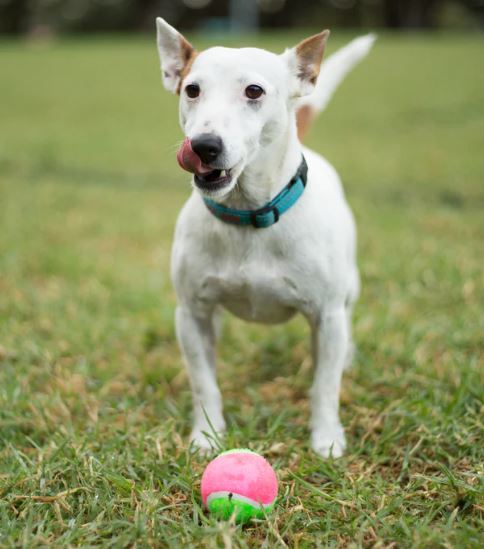 PUNCTURE-PROOF TENNIS BALL M