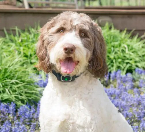 PETSAFE BARK CONTROL COLLAR 