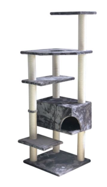 BONO FIDO CAT GYM
