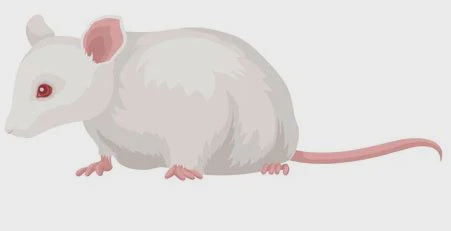 BB MICE HOPPER 5 PACK
