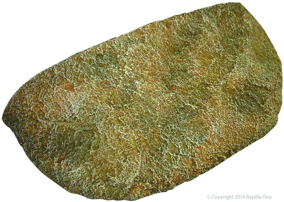 REPTILE ONE DYNO ROCK CLIMBING LEDGE S 24.5X13X6CM