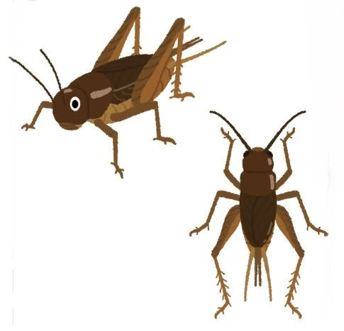 MINIBEASTS CRICKETS SMALL 100+