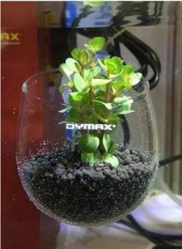 DYMAX CULTIVATING POT