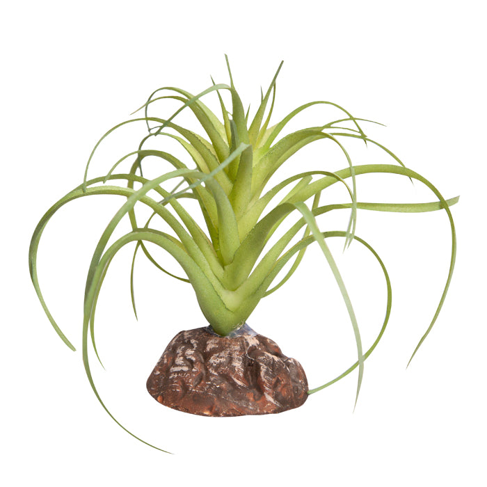 REPTILE ONE PLANT MINI EXSERTA GREEN WITH CERAMIC BASE