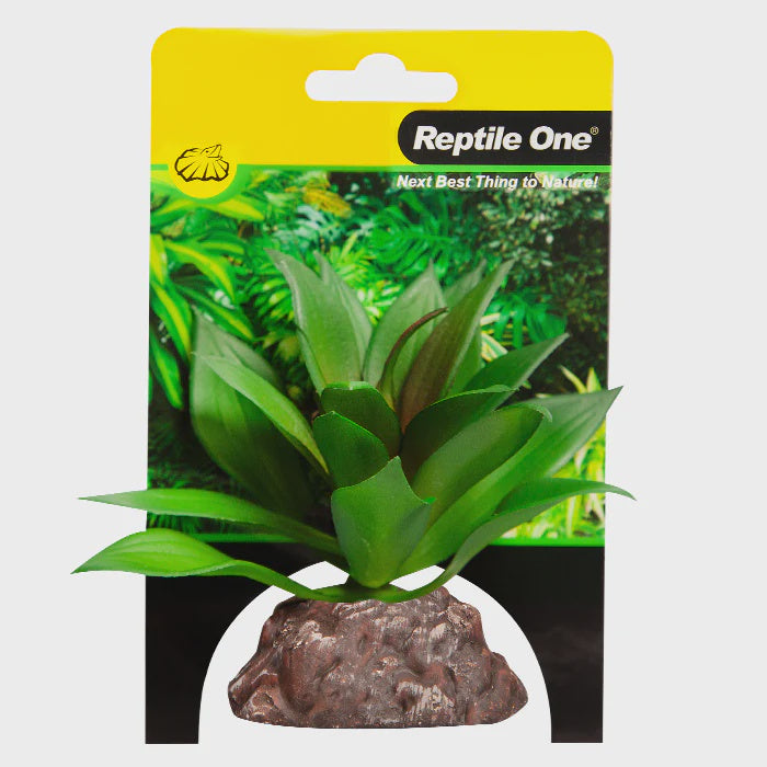 REPTILE ONE PLANT MINI ECHEVERIA RED GREEN WITH CERAMIC BASE
