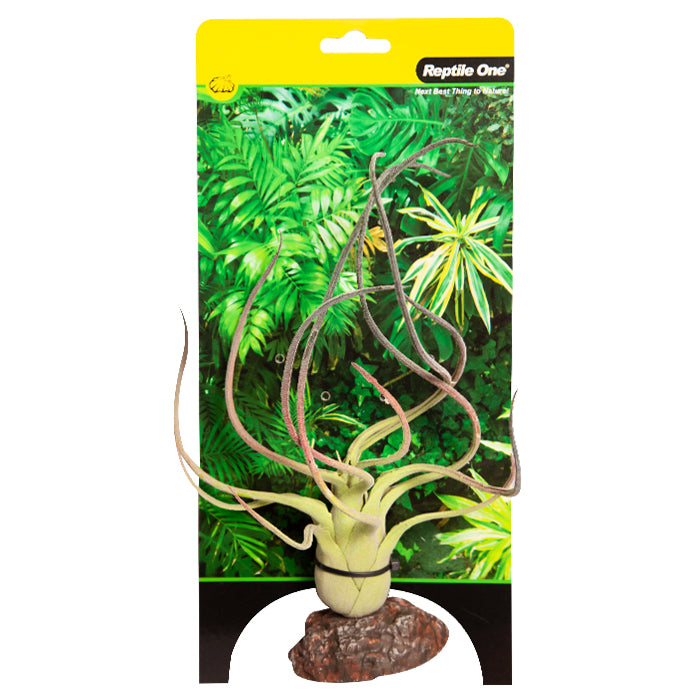 REPTILE ONE PLANT SM PAUCIFOLIA GREEN WITH CERAMIC BASE