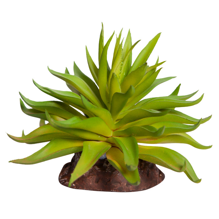 REPTILE ONE PLANT MINI CARPOBROTUS GREEN WITH CERAMIC BASE