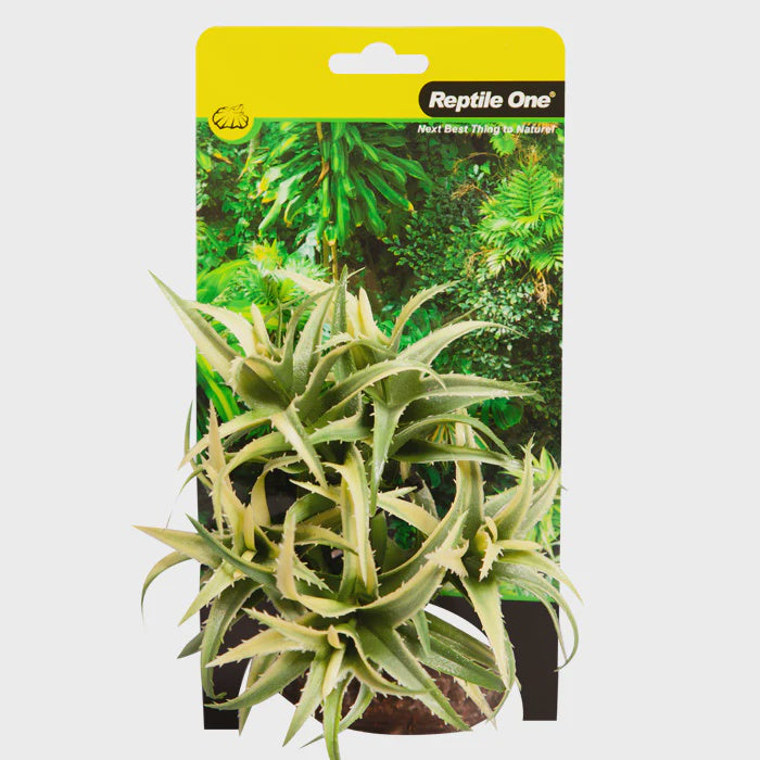 REPTILE ONE PLANT SM FLEXUOSA GREEN WITH CERAMIC BASE