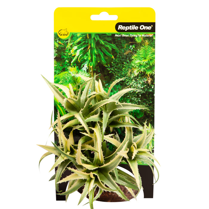 REPTILE ONE PLANT SM FLEXUOSA GREEN WITH CERAMIC BASE