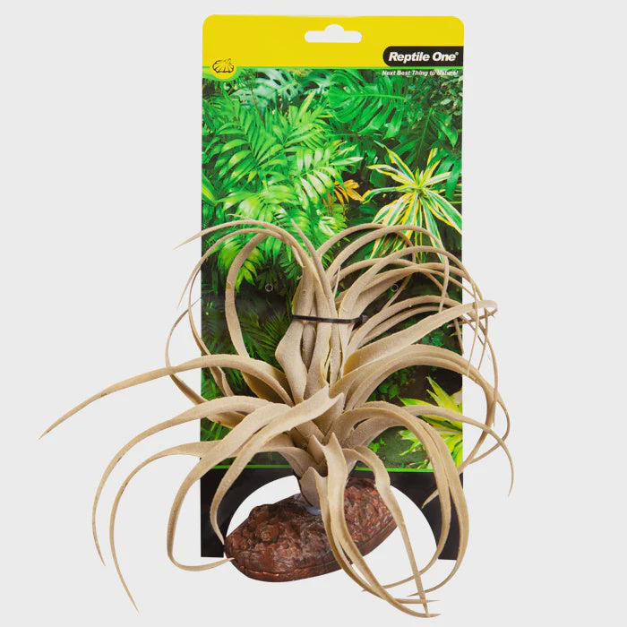REPTILE ONE PLANT MD EXSERTAGREEN WITH CERAMIC BASE