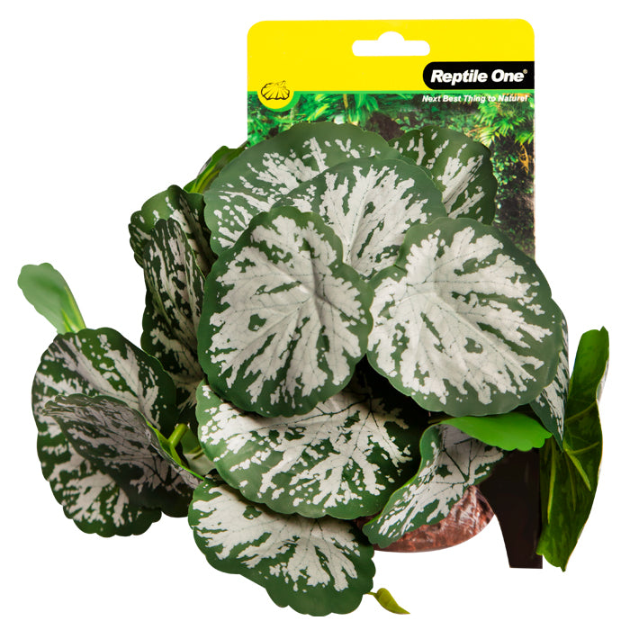 REPTILE ONE PLANT MD BRUNNERA GREEN SILVER WITH CERAMIC BASE