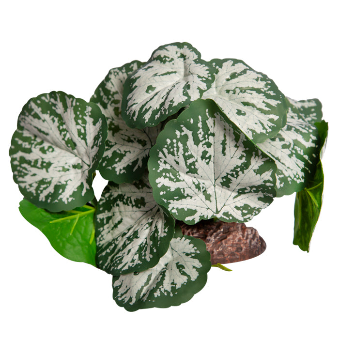 REPTILE ONE PLANT MD BRUNNERA GREEN SILVER WITH CERAMIC BASE