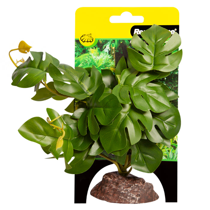 REPTILE ONE PLANT MD RHAPHIDOPHORA GREEN WITH CERAMIC BASE