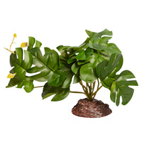 REPTILE ONE PLANT MD RHAPHIDOPHORA GREEN WITH CERAMIC BASE