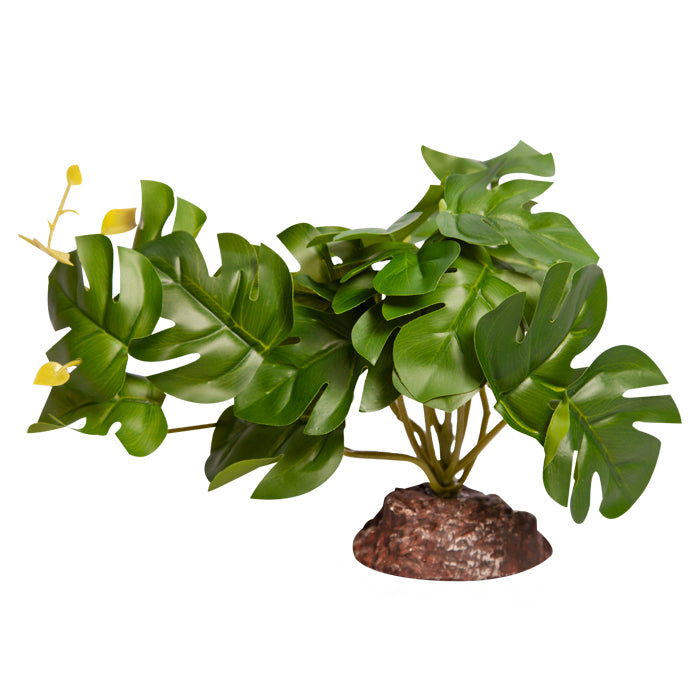 REPTILE ONE PLANT MD RHAPHIDOPHORA GREEN WITH CERAMIC BASE