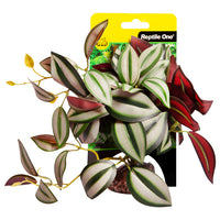 REPTILE ONE PLANT MD TRADESCANTIA GREEN SILVER WITH CERAMIC BASE