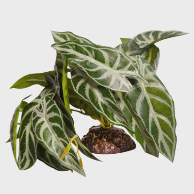REPTILE ONE PLANT MD ALOCASIA GREEN WITH CERAMIC BASE