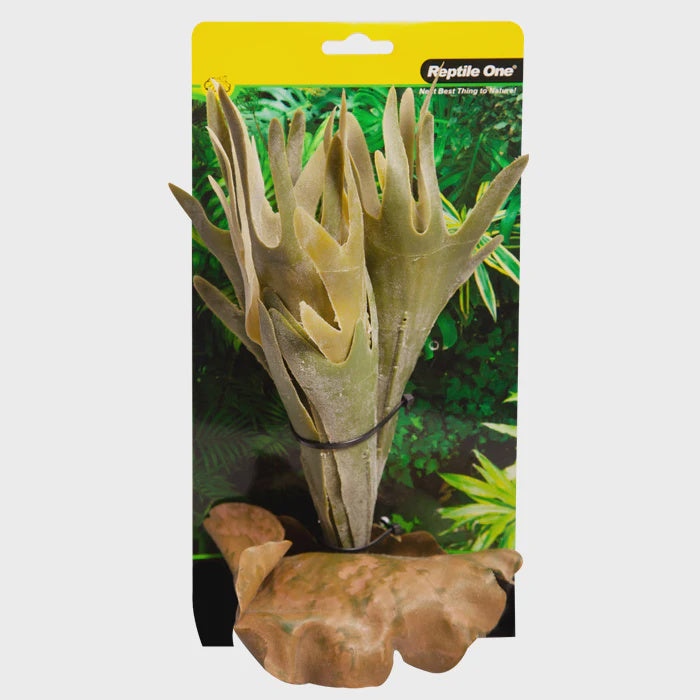 REPTILE ONE PLANT MD PLATYCERIUM GREEN WITH CERAMIC BASE