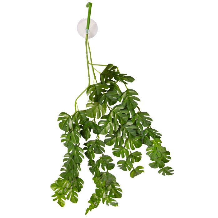 REPTILE ONE HANGING PLANT 70CM RHADHIDOPHORA GREEN