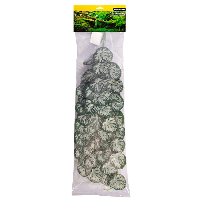 REPTILE ONE HANGING PLANT 70CM BRUNNERA GREEN SILVER