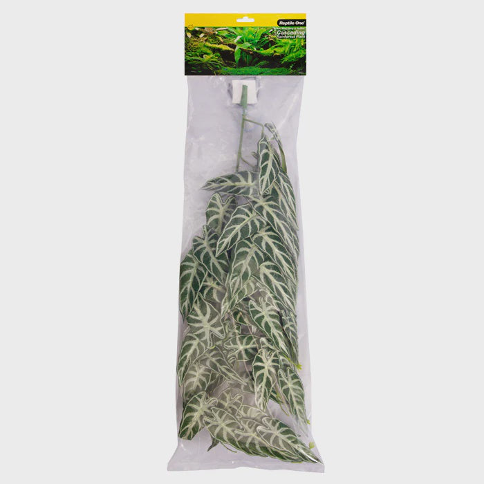 REPTILE ONE HANGING PLANT 70CM ALOCASIA GREEN