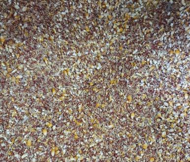 RIVERINA LAYER MASH COARSE 5KG