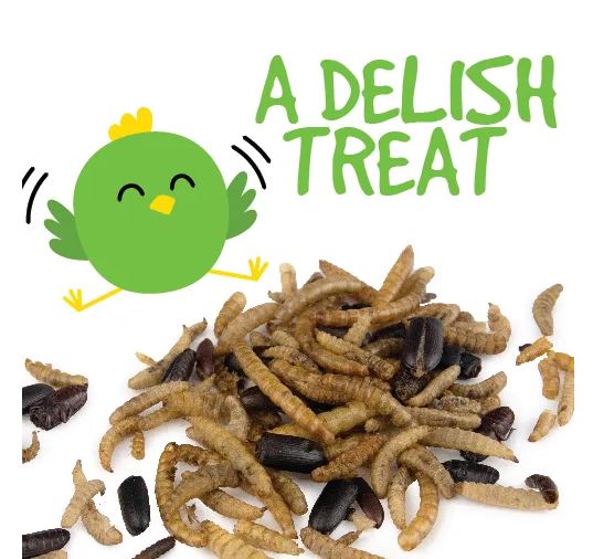 BAINBRIDGE DRIED MEALWORM + BUG MIX 100G