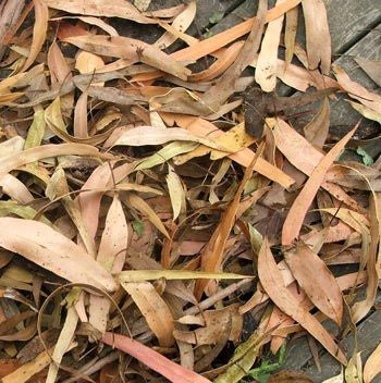 FISH ORGANICS DRIED GUM LEAVES 150G