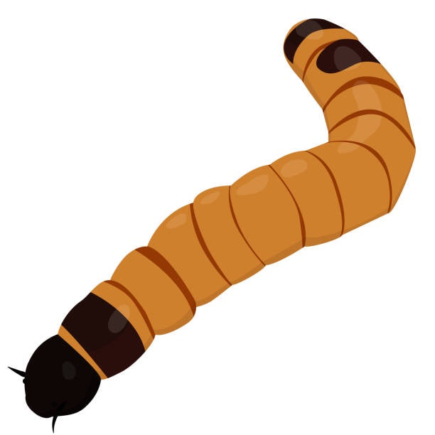 BB MEALWORMS 100G