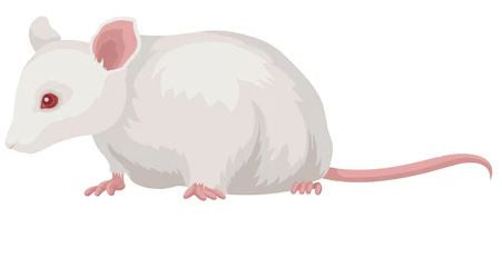 BB RAT LARGE 2 PACK
